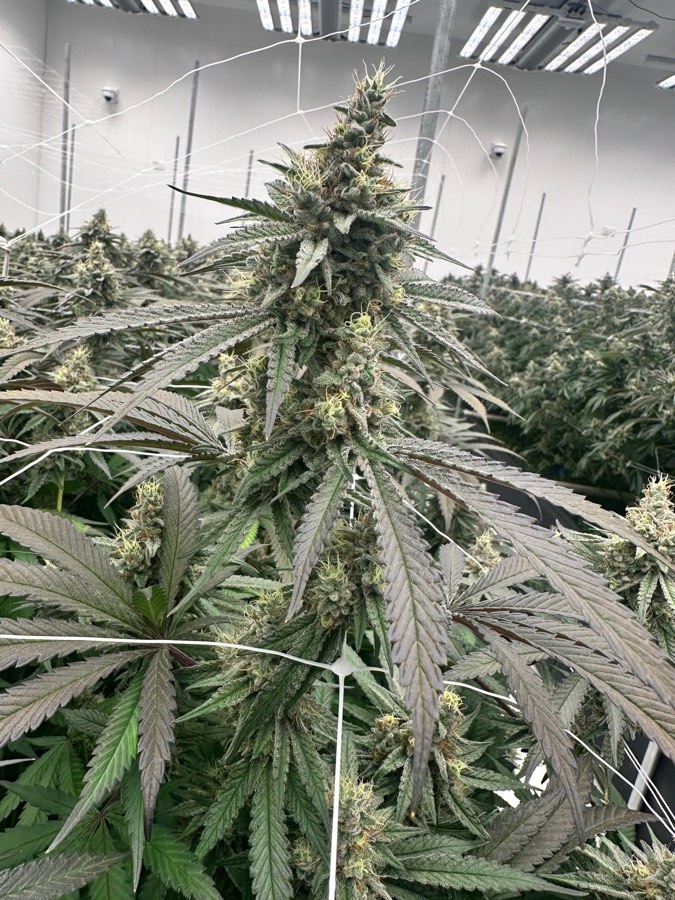Mac V2 plant in flower