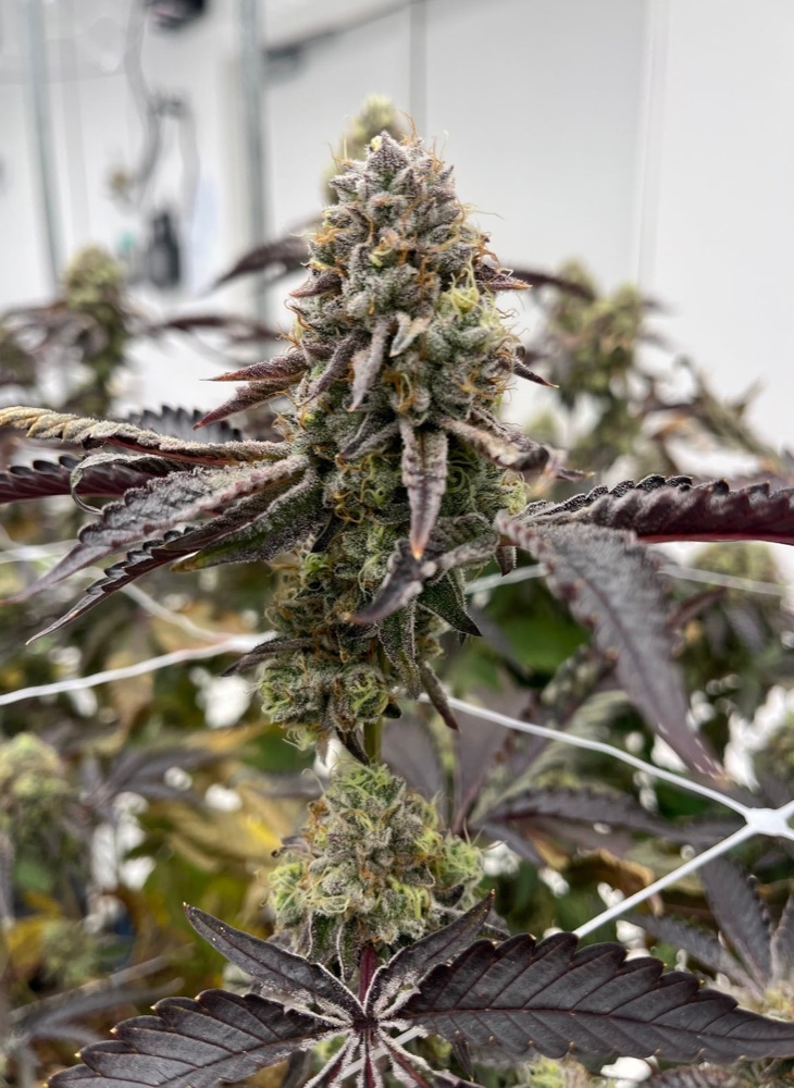 Plasma 2.0 plant in flower