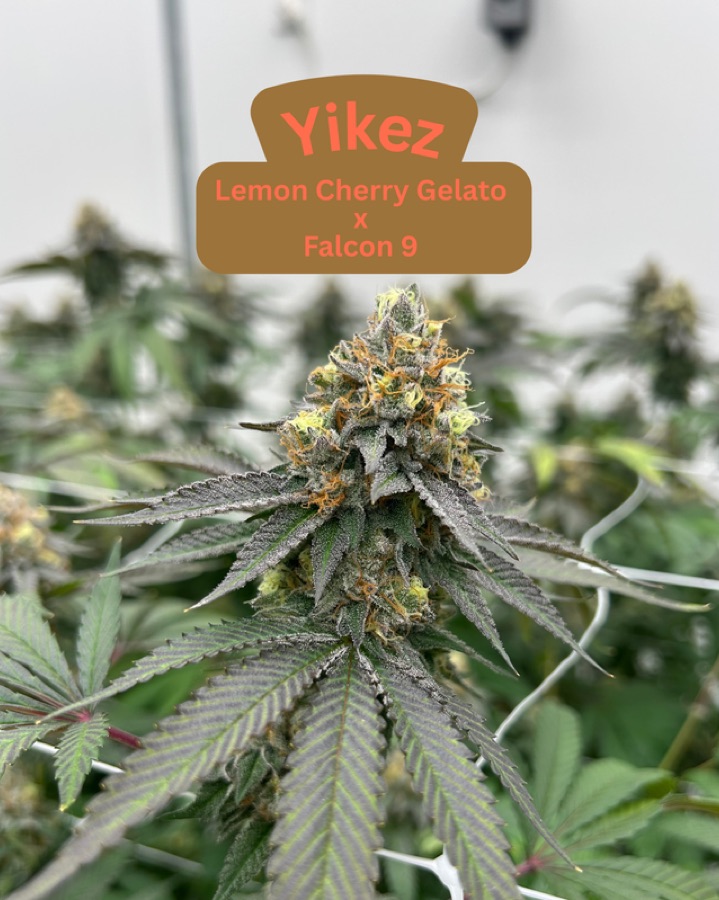 Yikez flower by Bass River Buds